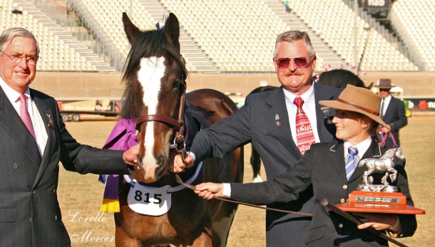 Silver Shire Horse as Trophy in Australia