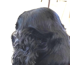Spaniel close up of hair detail