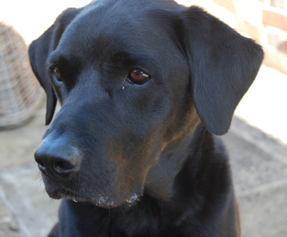 Special Labrador head of original sculpted by JOEL