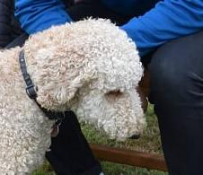 Standard poodle original