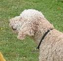 Standard poodle original head study