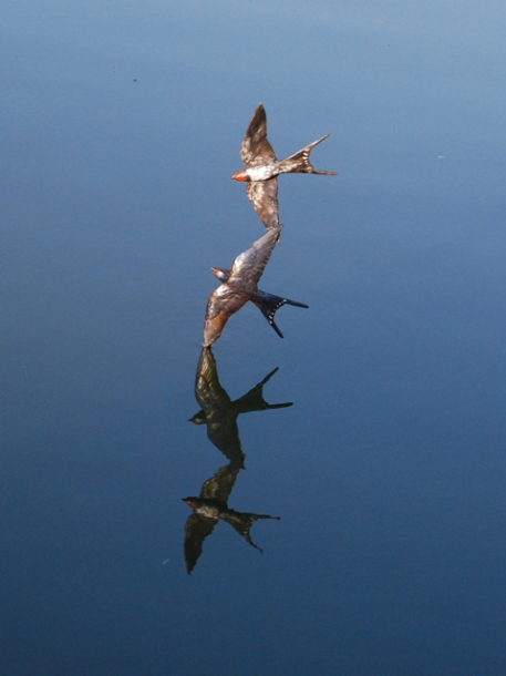 Swallow Bronze Pair and Reflection