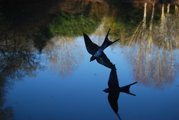 Swallow Flight against the Winter reflection