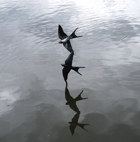 Swallow Flight Bronze pair on a Cloudy Day