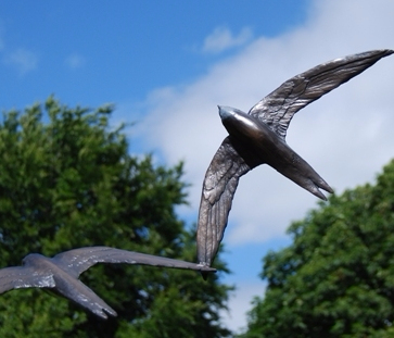 Swift pair in Bronze Summer sky