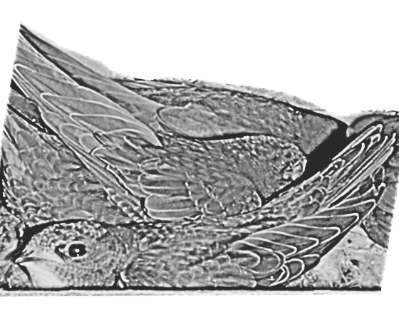 Swift young