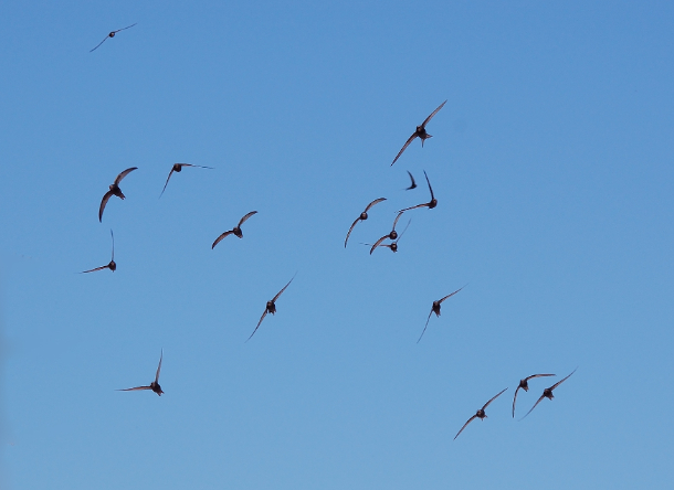 Swifts (Apus apus) in Flight by Keta via Wiki
