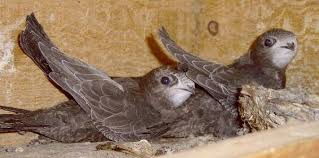 Swifts in the nest