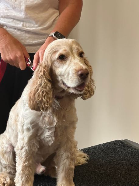 The original spaniel 